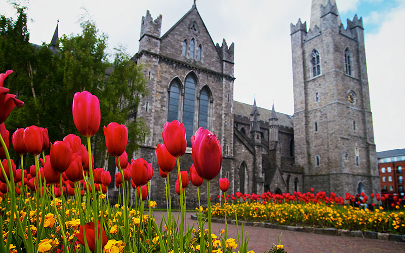 Tulips adorn a college campus